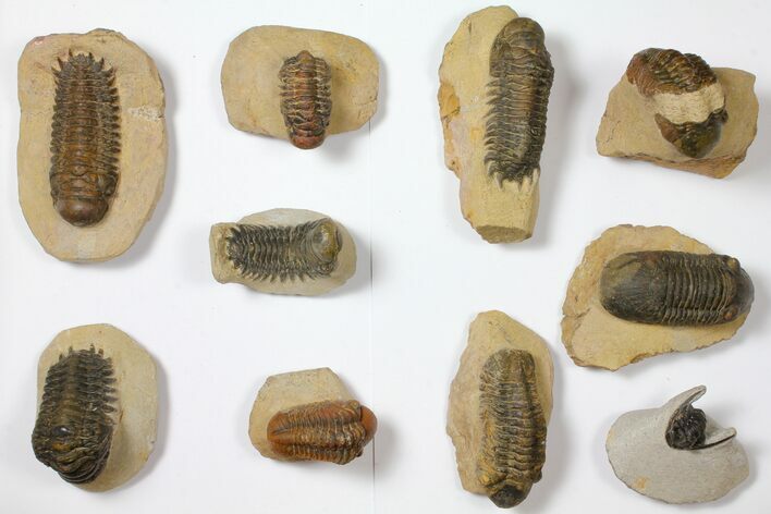 Lot: Assorted Devonian Trilobites - Pieces #119923